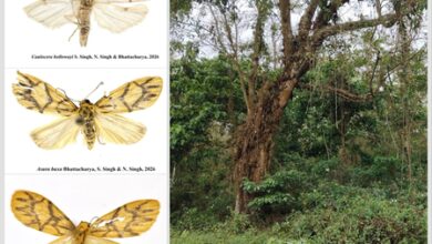 Environment Minister Bhupender Yadav hails discovery of 2 new moth species