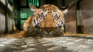 Environment Ministry submits biodiversity report under Kunming–Montreal framework