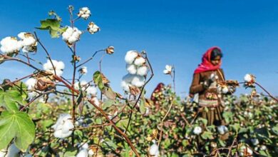 Cabinet okays MSP funding of Rs 1,718.56 crore to CCI to empower cotton farmers