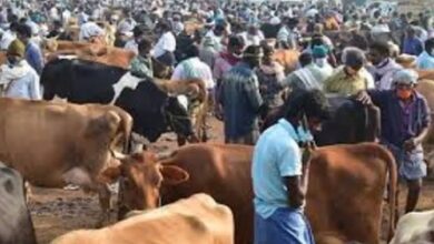 Model code of conduct curbs hit century old Poigai cattle market in TN’s Vellore