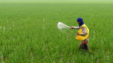 Transfer to farmers under PM-KISAN scheme shoots past Rs 4.27 lakh crore