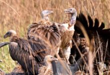 6 endangered captive-bred vultures released in Assam Aviary