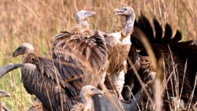 6 endangered captive-bred vultures released in Assam Aviary