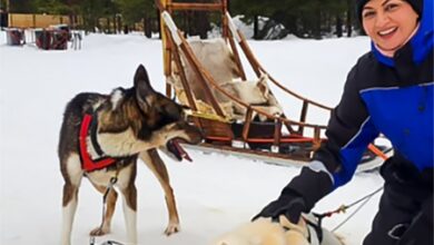 Bhagyashree enjoys wolf-driven sleigh ride during romantic Finland getaway with Himalay