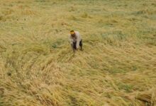 TN initiates assessment after unseasonal rain, hailstorm damage crops