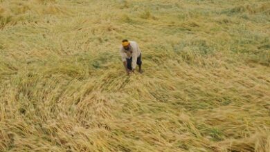 TN initiates assessment after unseasonal rain, hailstorm damage crops