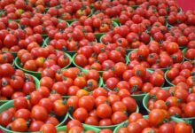 Crash in tomato prices forces TN farmers to halt harvest
