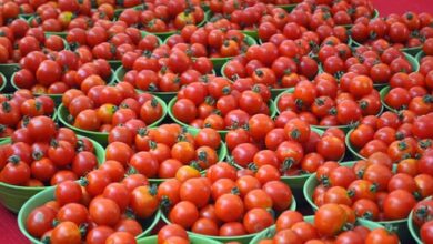 Crash in tomato prices forces TN farmers to halt harvest