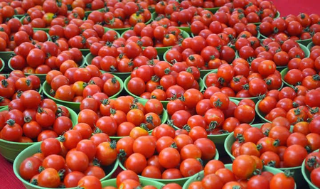 Crash in tomato prices forces TN farmers to halt harvest Crash in tomato prices forces TN farmers to halt harvest