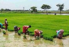MSP disparity emerges as key poll issue for Cauvery delta farmers ahead of TN elections