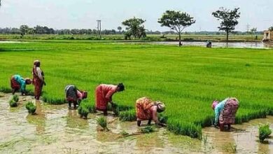 MSP disparity emerges as key poll issue for Cauvery delta farmers ahead of TN elections