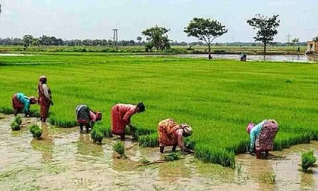 MSP disparity emerges as key poll issue for Cauvery delta farmers ahead of TN elections MSP disparity emerges as key poll issue for Cauvery delta farmers ahead of TN elections