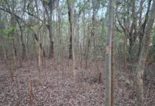 Centre seeks report from Odisha govt on proposed felling of over 2,000 trees at NIT Rourkela