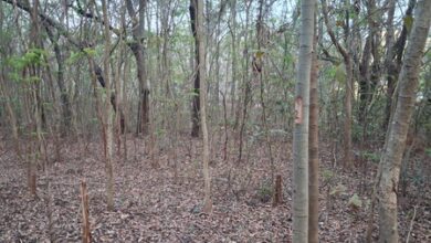 Centre seeks report from Odisha govt on proposed felling of over 2,000 trees at NIT Rourkela Centre seeks report from Odisha govt on proposed felling of over 2,000 trees at NIT Rourkela