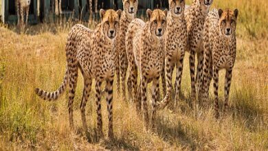 9 cheetahs complete quarantine at MP’s Kuno, reported to be fit