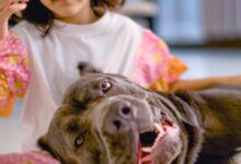 Salman Khan’s sister Arpita Khan shares a heartwarming pic of her little ‘beauty’ Ayat with her ‘beast’