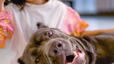 Salman Khan’s sister Arpita Khan shares a heartwarming pic of her little ‘beauty’ Ayat with her ‘beast’