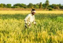 PM-KISAN scheme becomes economic lifeline for small farmers in MP