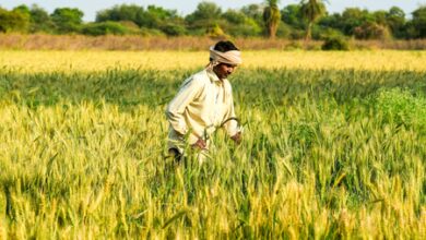 PM-KISAN scheme becomes economic lifeline for small farmers in MP