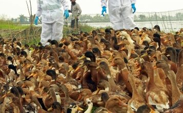 Over 22,000 birds culled, buried as flu outbreak confirmed in Chhattisgarh’s Bilaspur