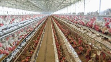 Egg prices crash in TN’s Namakkal, farmers stare at Rs 7 crore daily loss