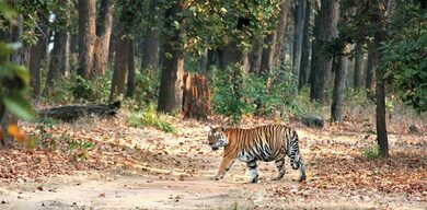 Jharkhand HC raps state govt, summons top official over tiger conservation at Palamu Reserve