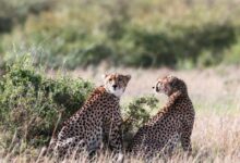 Cheetah from Kuno National Park reaches Rajasthan village, triggers panic