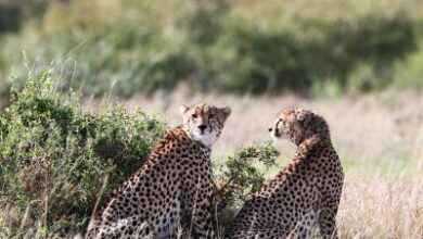 Cheetah from Kuno National Park reaches Rajasthan village, triggers panic