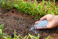 Fertiliser stocks adequate to meet needs of farmers: Govt