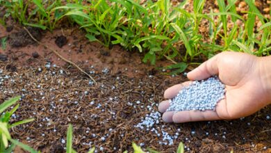 Fertiliser stocks adequate to meet needs of farmers: Govt