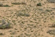 Bhupender Yadav praises hatching of Great Indian Bustard chick after a decade