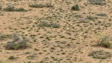 Bhupender Yadav praises hatching of Great Indian Bustard chick after a decade Bhupender Yadav praises hatching of Great Indian Bustard chick after a decade