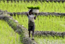 Diversification no longer choice but necessity for future of Punjab’s farming: Report