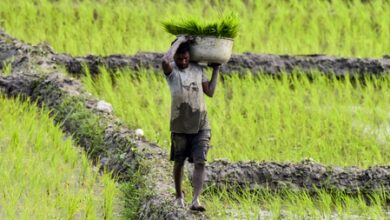 Diversification no longer choice but necessity for future of Punjab’s farming: Report