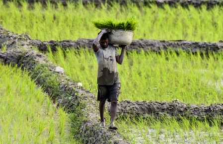 Diversification no longer choice but necessity for future of Punjab’s farming: Report