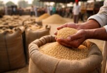 Madhya Pradesh: Wheat procurement at MSP to begin from April 10 and 15 after fresh reschedule