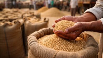 Madhya Pradesh: Wheat procurement at MSP to begin from April 10 and 15 after fresh reschedule