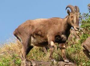 Nilgiri Tahr census likely after TN polls; forest dept prepares with new tech, training Nilgiri Tahr census likely after TN polls; forest dept prepares with new tech, training