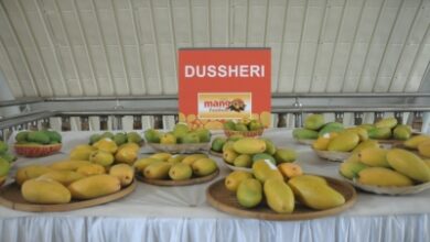 West Asia conflict hits handicrafts, mango exports: Industry West Asia conflict hits handicrafts, mango exports: Industry