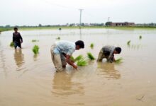 Pakistan’s rice exports slump over 35 pc in Feb: Report