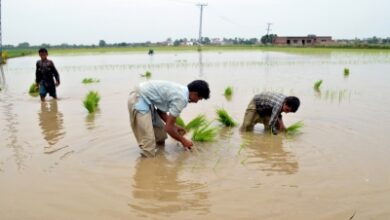 Pakistan’s rice exports slump over 35 pc in Feb: Report