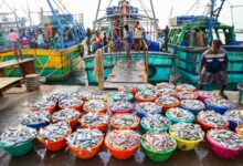 Seafood exports surpass Rs 72,000 crore in FY26, frozen shrimp growth driver
