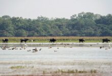 Wild buffalo set to return to MP after a century; CM Yadav to launch project at Kanha (Ld)