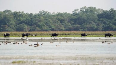 Wild buffalo set to return to MP after a century; CM Yadav to launch project at Kanha (Ld)