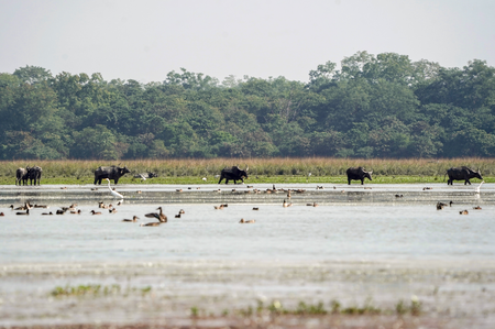 Wild buffalo set to return to MP after a century; CM Yadav to launch project at Kanha (Ld)