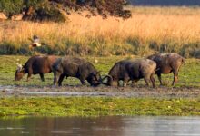 After a century, wild buffalo to be reintroduced in Madhya Pradesh’s Kanha reserve