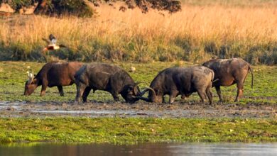 After a century, wild buffalo to be reintroduced in Madhya Pradesh’s Kanha reserve