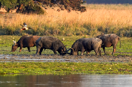 After a century, wild buffalo to be reintroduced in Madhya Pradesh’s Kanha reserve
