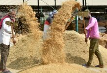 Govt finalises 70‑year lease for Basmati organic farming training centre in UP