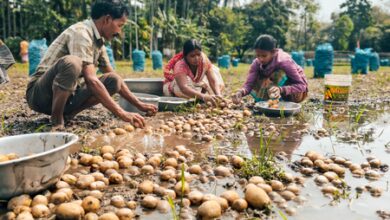 Trinamool govt’s ‘failure’ to address potato farmers’ woes likely to impact Bengal poll outcome